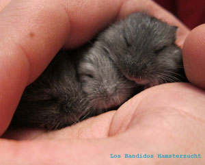 Schlafende Hamsterbabies