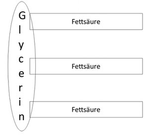 Fett aus Gylcerin und Fettsäuren