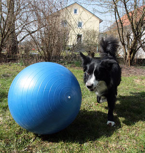Das neuste Hobby: Treibball
