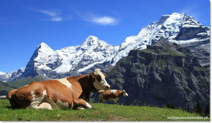 Allmendhubel bei Mürren