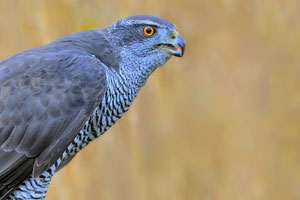 Der Habicht - Vogel des Jahres 2015. Foto: Peter Kühn