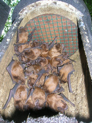 Abendsegler im Fledermauskasten (Foto: NABU Verbandsnetz)