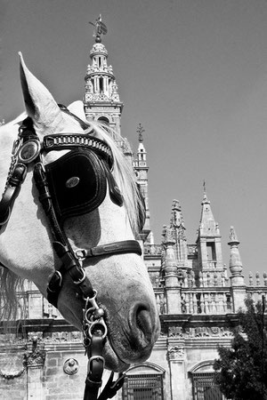 Giralda para alguns/ Sevilla