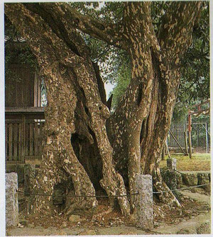 【稀少レア１点物】巨木★巨大樹木★自然派ナチュラル系、生け花【関東圏内送料無料】 これだけは会いたい 巨樹巨木100選 関東甲信越 - 巨樹巨木