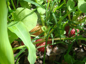 plantar rabanitos en el huerto con las otras plantas