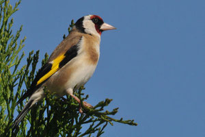 chardonneret élégant