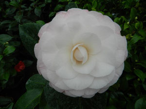 'camellia japonica  DESIRE SCIDF Yvons 