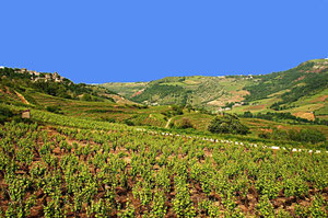 Le vignoble de Marcillac chez Teulier