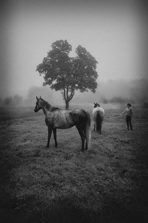 LATVIA / Kaushi / From the book 'Auftakt'. Two horses, 08.2008 
