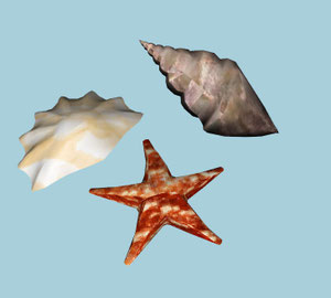 coquilages