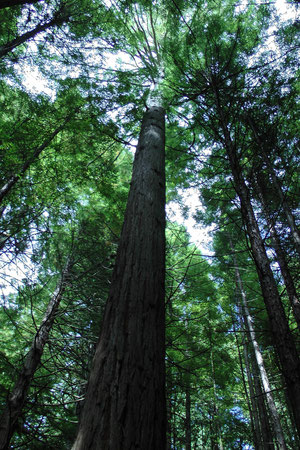 Mammutbaum im Wakarewarewa Forest