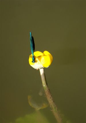 The Dragonfly, A Small Insect Useful To Gardeners!