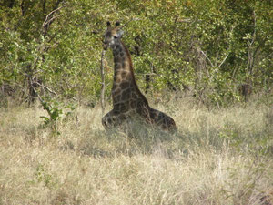 Girafe couchée