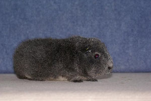 REX AGOUTI ARGENTE