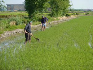 ce ne sont pas des victimes d'inondations mais des ouvriers travaillant dans une rizière
