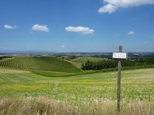 paysage toscan avec le vignoble à Chianti