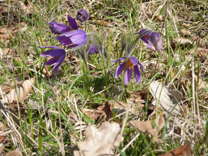 Fleurs bleues de la Nièvre (campanules ?)