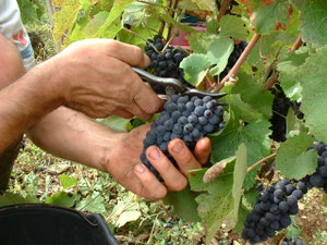 Les mains du vigneron