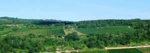 Le Cras, chardonnay, vigne en lyre.