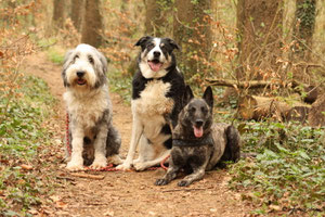 v.l.n.r.Filou (6 1/2Jh.), Susi (fast 11Jh.) und Amanda (4Jh.)