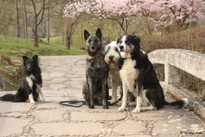 v.l.n.r.Sui,Amanda,Filou&Susi