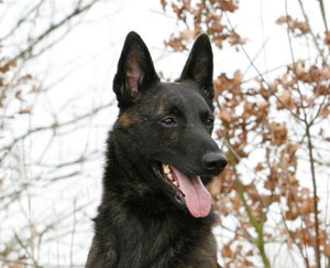 Cybe v.d.'s Gravenschans (=Amandas Vater)