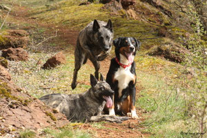 Schnappschuss Amanda (springend), Tochter Josy und Finley