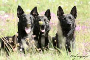 v.l.n.r. Mama Hexe (Mitte) mit Tochter Aika (links) und Sohn Lausbua (rechts)