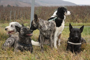 Filou, Amanda, Flama, Susi und Flash