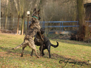 Hektor und Cooper