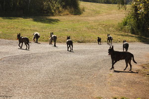 Hunde so weit das Auge reicht!