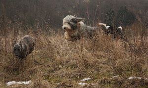 Amanda, Filou und Susi in Aktion