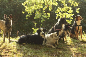 v.l.n.r.Flama,Bill,Zazou,Peggy,Sui und Nisha