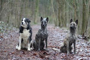 v.l.n.r. Susi (11 1/2 Jh.), Amanda (fast 5 Jh.) und Flama (18Monate)