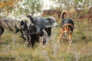 Amanda, Filou, Sui und Nisha