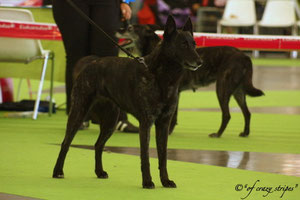 Storm Haven Canelle (Worldwinner 2011 +Best of Breed)