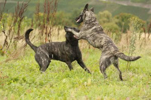 Flash und Amanda beim Toben