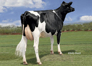 Gloryland Goldwyn Golden Rae