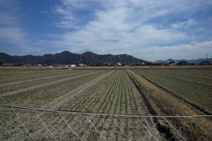 3月15日出そろった麦畑