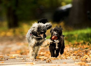 deux chiens courrent dont un tient dans sa gueule un marron par coach canin 16 educateur canin à Angoulême