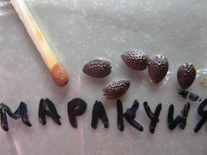 Маракуйя.Замачивание в стимуляторе 12 - 24 часа, грунт рыхлый и питательный,семена заглубить на 0,5-1 см, всходы в среднем 4 недели.