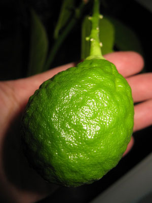 Вот такие уже плоды лимона Киевский, около 2 месяцев от цветения. Март 2013г.