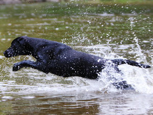 Labrdor Retriever beim Apport aus dem Wasser