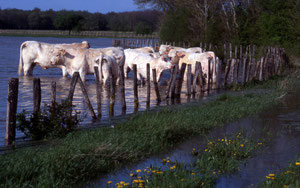La Truchère, prairie inondée
