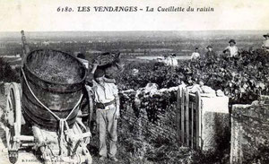 les vendanges à Farges-les-Mâcon