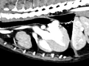 犬の胸腺腫