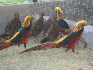 Dorados Garganta Obscura