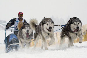 Schlittenhunde bitte rechts klicken >>>>>>>>>>>>