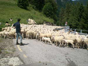 Pecore al pascolo per strada!