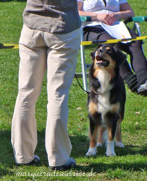 Miss Pätkis in the show ring - obedience comes later on this year!